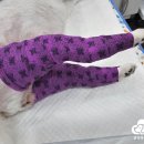 금빛동물수술센터 이미지