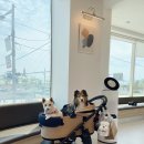 더바른 동물병원 이미지