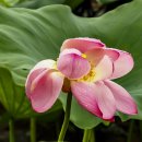 속초초등학교 이미지