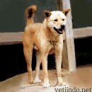 예 Daum카페