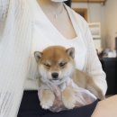 착한애견분양(원주점) 이미지