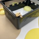 나무와사람들 | 청주 파충류샵 게코나무숲 추천 릴리화이트 분양 후기