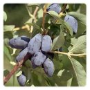 허니미스트 이미지