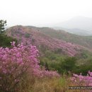 강화도 여행 추천, 2018년 고려산 진달래 축제 안내 이미지