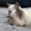 동물병원 공감 이미지