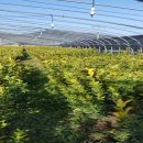 무지개농장2 이미지