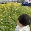 남지중학교 | 창녕 남지 유채꽃 돌아기와 다녀온 후기, 주차·유모차 총정리