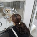 방학동물외과센터 | 부산 더본외과동물의료센터 슬개골 탈구 수술 후기 가격 내돈내산 뚜야 견생고비 ,,