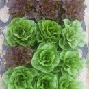 진자농장 이미지