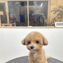 댕스베리 이미지