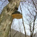 한국의 산삼과 상황버섯 이미지