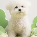 상주애견 이미지