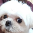 까까몽 애견미용실 이미지