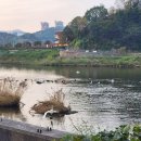 중앙시장여객선터미널 (건너편) | [캠핑카가을여행]삼척장미공원의 아침.동해시 동쪽바다 중앙시장.묵호항 전망대.