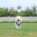 쿨스타스 | [경기/김포] 쿨스타스 애견운동장 마당대여 포동멍래블 예약이용 후기