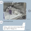 미소동물의료센터 | [강아지슬개골수술] 부산더본외과동물의료센터 슬개골 탈구 1기 수술후기(2) (내돈내산) - 수술편