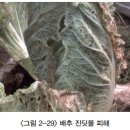 배추 - 충해(기생충) 비단노린재, 복숭아혹진딧물, 배추좀나방 이미지