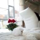 퍼피베베 이미지