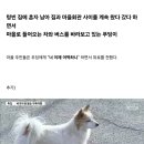 제주항공 여객기 사고로 가족을 잃은 강아지 푸딩이 이미지