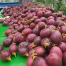 복실농장 이미지