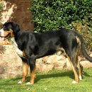 업&도그 이미지