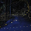 반딧불이 이미지