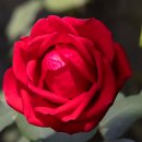 🌺하나님의 뜻을 구하라. 이미지
