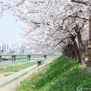 벚꽃플러스 이미지