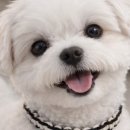 꾸미네