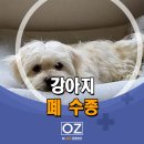 Dr.오즈동물병원 이미지