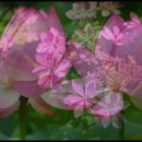 안녕,사랑 이미지