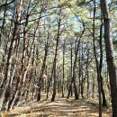 해파랑길 22코스 영덕 블루로드 C 고래불해변-대진항-괴시리전통마을-대소산봉수대-축산항 여행기록