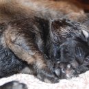 인삼농장 이미지