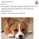 멍뭉이 이미지