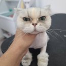 아꼬운몽 이미지