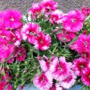 아랑농장 이미지