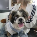 개네집곳간 | [은평/연신내] 강쥐들의 아지트 "개네집곳간"