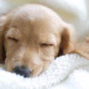 365동물병원 분당점 이미지