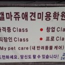갤마쥬애견미용학원