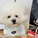 해피하개 이미지