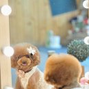 도그스101 이미지