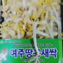 홈플러스 ✿ TEMPT 7 [템트 7] 맥주
