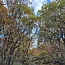 관음사앞 | 한라산 관음사 등반 성판악 하산 후기! 소요시간 관음사 IN 성판악 OUT 한라산 단풍놀이