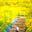 지세포해안로 이미지