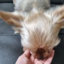 해피포우 이미지