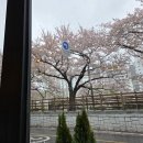 온천천남로 | ​[부산 온천천 맛집] 부바스 벚꽃 뷰 명당에서 즐기는 단호박 피자와 힐링 타임
