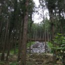 피톤치드 이미지