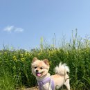 베베도그 | 광양 중마동 애견미용 잘하는곳 , 중마동 애견미용 베베도그
