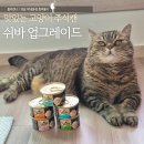 기호성 좋은 고양이 습식 쉬바 주식캔으로 업그레이드 급여 후기