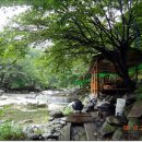 삼일민박 Daum카페